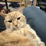 Entry image for Potato