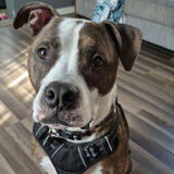 Entry image for Doug