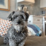 Entry image for Smokey