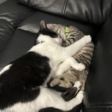 Entry image for Oreo and Cookie