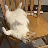 Entry image for Creamsicle