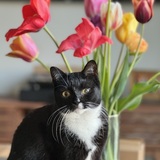 Entry image for Bridget