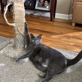 Entry image for Dexter