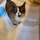 Entry image for Juno