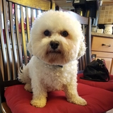 Entry image for Charlie