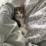 Entry image for Buttons