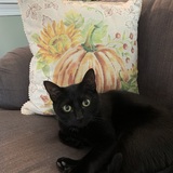 Entry image for Marcie