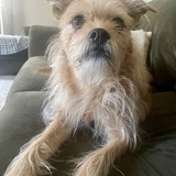 Entry image for Gracie