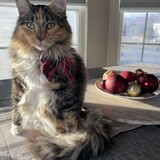 Entry image for Swiftie