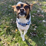 Entry image for Thoka