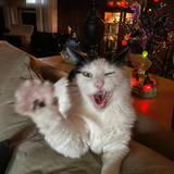 Entry image for Ronny