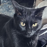 Entry image for Littles