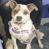 Entry image for Mocha