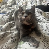 Entry image for Persephone