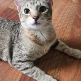 Entry image for Gracie