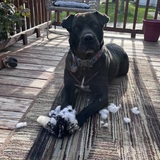 Entry image for Mynx