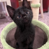 Entry image for Loki