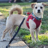 Entry image for Papa