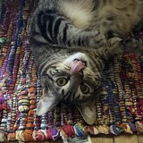 Entry image for Bennie