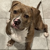 Entry image for Buddy