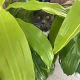 Entry image for Louie