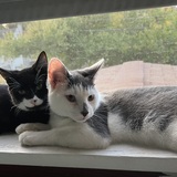 Entry image for Casty and Chanel