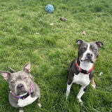 Entry image for Cater and Violet