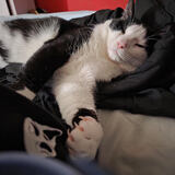 Entry image for Meowski