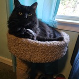 Entry image for Cheyenne