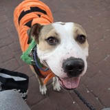 Entry image for Vesper