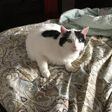 Entry image for Lulu