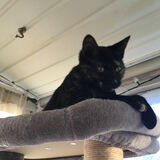 Entry image for Rosa