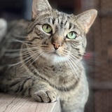 Entry image for Mischa