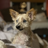 Entry image for Twinkie