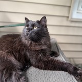 Entry image for Major Tom