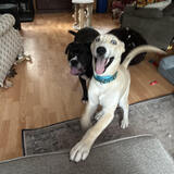 Entry image for Shadow and Frankie