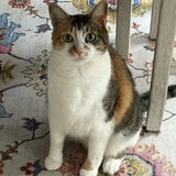 Entry image for Cali