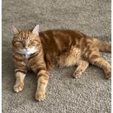 Entry image for Poinsettia