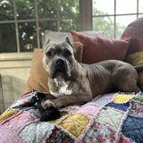 Entry image for Bambina