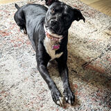 Entry image for Layla