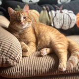 Entry image for Mr. Yams