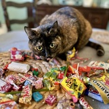 Entry image for Scute