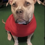 Entry image for Capone