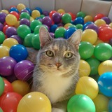 Entry image for Minnie Meow