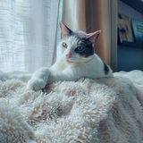 Entry image for Willy