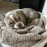 Entry image for Pumpkin