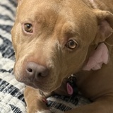 Entry image for Rosie