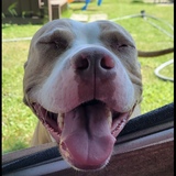 Entry image for Hazel