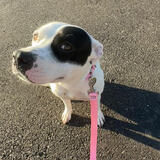 Entry image for Roxie