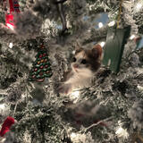 Entry image for Padme